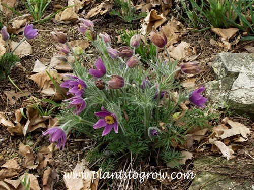 Pasque Flower (Pulsatilla vulgaris)